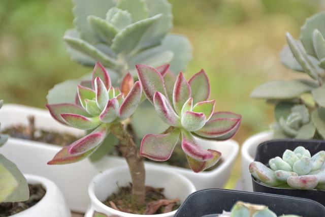 多肉植物 多肉 沙漠植物 - 上的免费照片