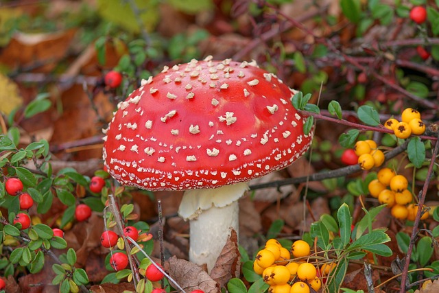 毒菌 毒蝇伞 有毒 - 上的免费照片
