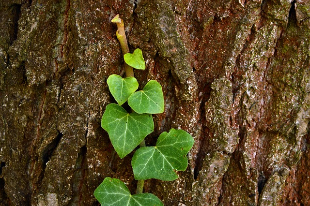常春藤 植物 登山者植物 - 上的免费照片