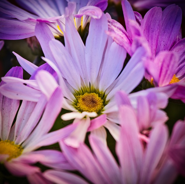 Asters 明亮的 开花 - 上的免费照片