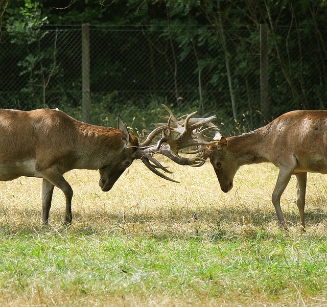鹿 鹿角 战斗 - 上的免费照片