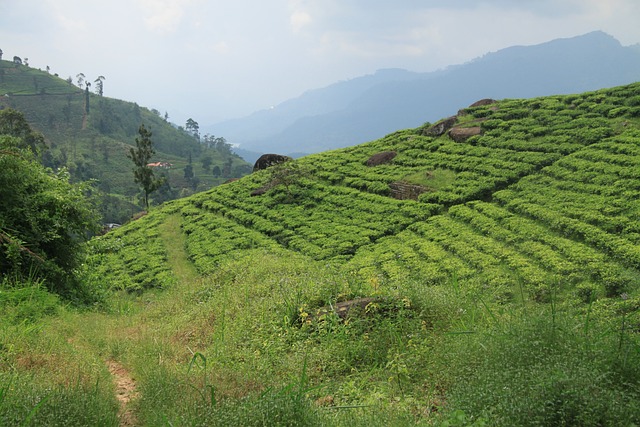 茶 斯里兰卡 茶厂 - 上的免费照片