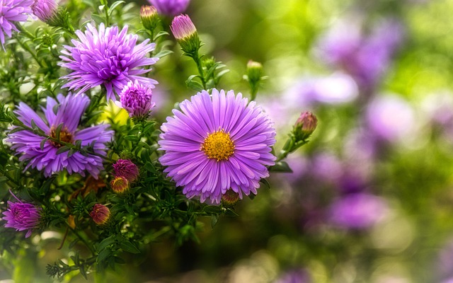 Asters 明亮的 紫色的 - 上的免费照片