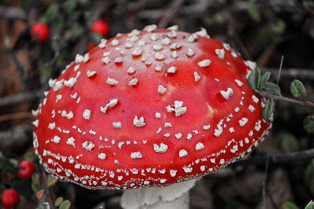 毒菌 毒蝇伞 有毒 - 上的免费照片