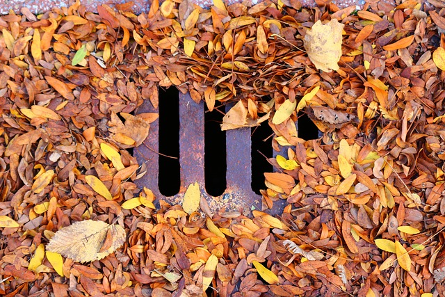 叶 枯叶 秋天 - 上的免费照片