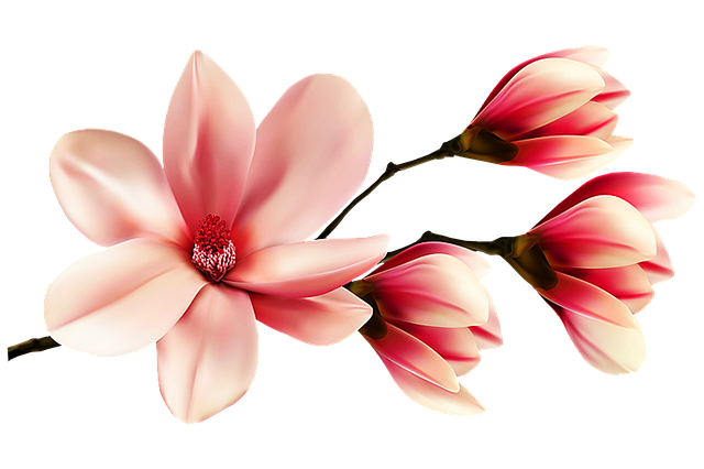 玉兰花 花朵 玉兰 - 上的免费图片