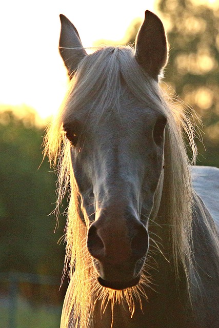 马 骘 模具 - 上的免费照片