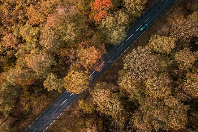 大大地 森林 树木 - 上的免费照片