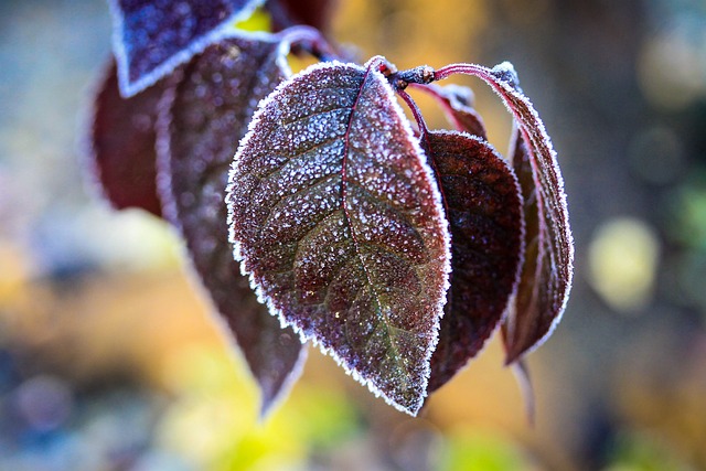 叶子 假期 木材 - 上的免费照片