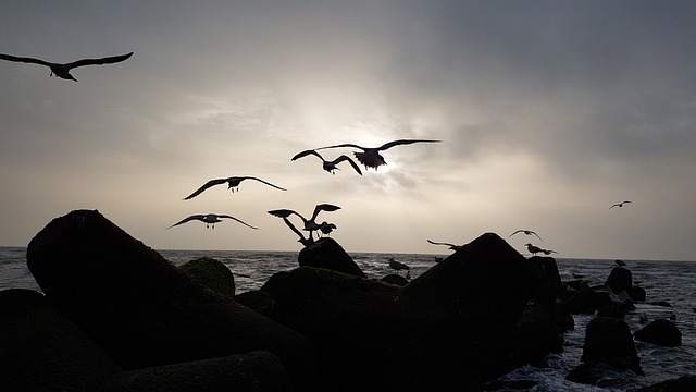 叙尔特岛 北海 假期 - 上的免费照片