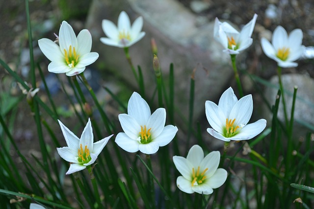 白色的花 感恩节背景 烟花背景 - 上的免费照片