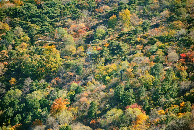 Autumn Beijing Fragrant Hill - 上的免费照片