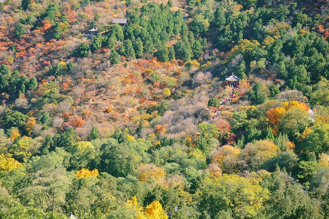 Autumn Beijing Fragrant Hill - 上的免费照片