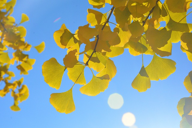 Autumn Beijing Fragrant Hill - 上的免费照片