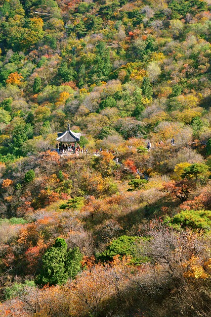 Autumn Beijing Fragrant Hill - 上的免费照片