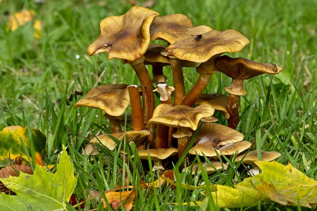 秋天 菌类 Westonbirt植物园 - 上的免费照片