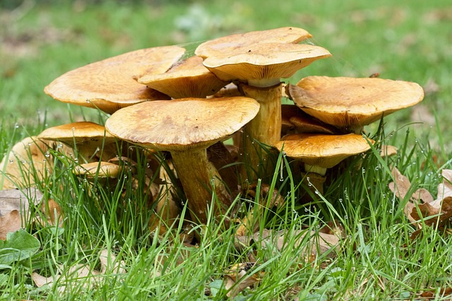 秋天 菌类 Westonbirt植物园 - 上的免费照片