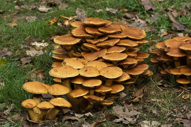秋天 菌类 Westonbirt植物园 - 上的免费照片
