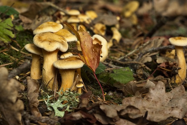 秋天 菌类 Westonbirt植物园 - 上的免费照片