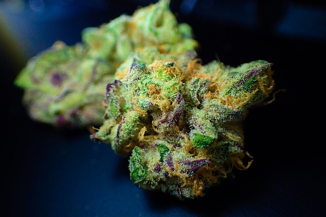 芽 大麻 特写 - 上的免费照片
