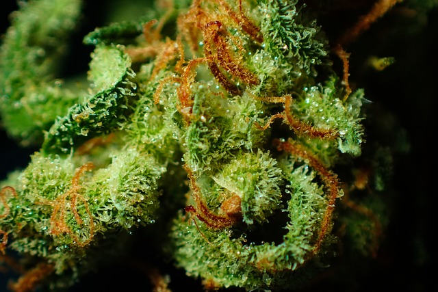 芽 大麻 特写 - 上的免费照片