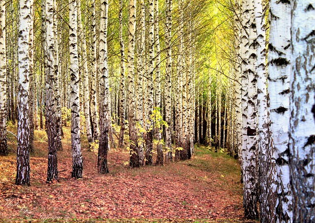 树林 桦木 树木 - 上的免费照片
