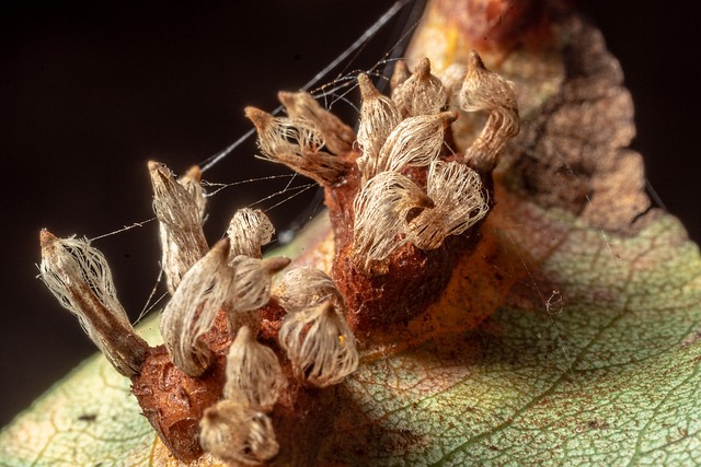 宏 自然 关闭 - 上的免费照片