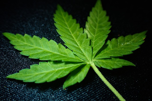 大麻 甘贾 瘾 - 上的免费照片