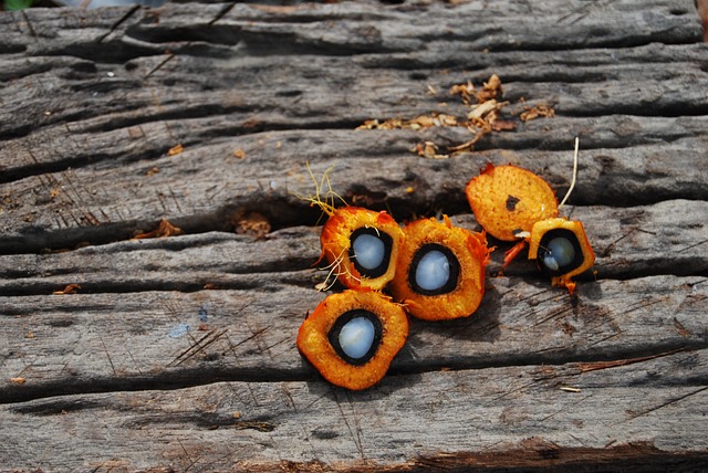 棕榈油 棕榈树 油 - 上的免费照片