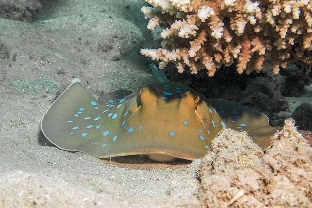 蓝色斑点黄貂鱼 闻到 珊瑚 - 上的免费照片