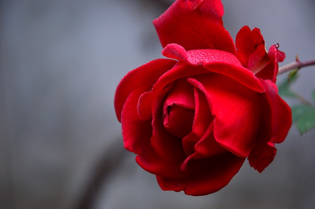 玫瑰 花 红玫瑰 - 上的免费照片