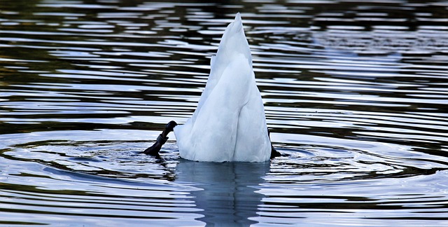 天鹅 鸟 水 - 上的免费照片
