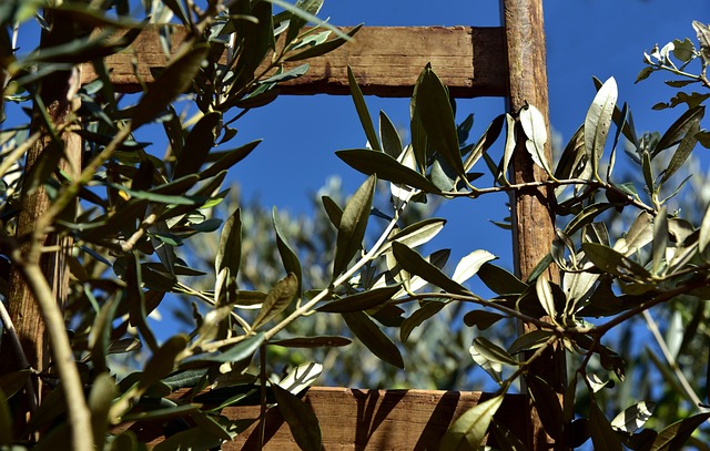 木梯 梯级 橄榄树 - 上的免费照片