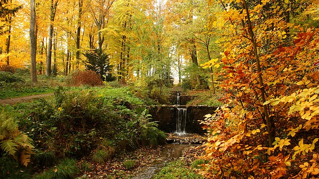 秋季 秋天的颜色 林 - 上的免费照片