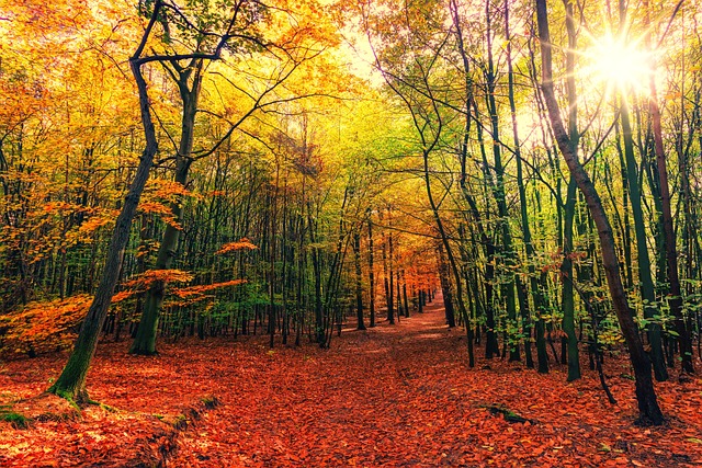 森林 树木 秋天 - 上的免费照片