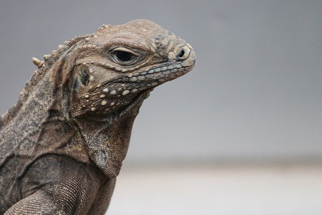 鬣蜥 Cyclura Nubila 环尾蜥蜴 - 上的免费照片