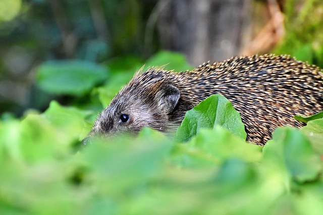 刺猬 刺激 汉娜 - 上的免费照片