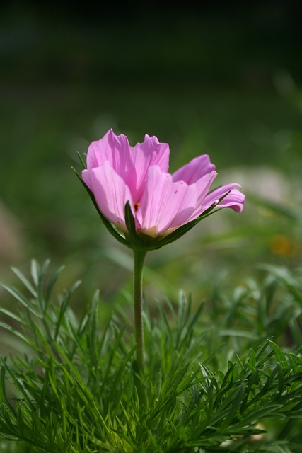 Cosmea 首饰篮 Kosmeen - 上的免费照片