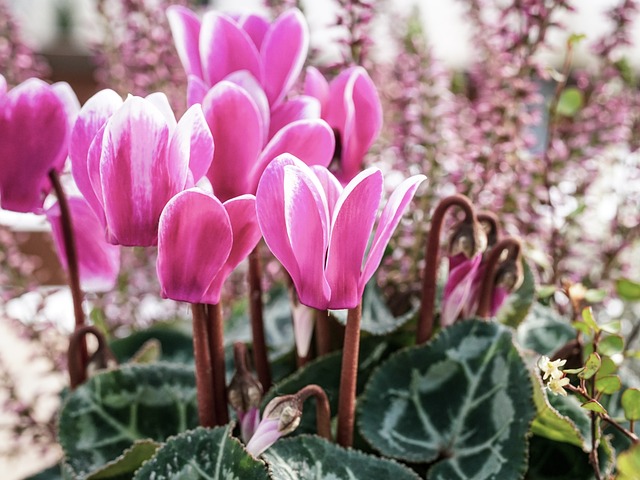 仙客来 花 开花 - 上的免费照片