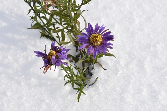 花卉 雪 冬季 - 上的免费照片