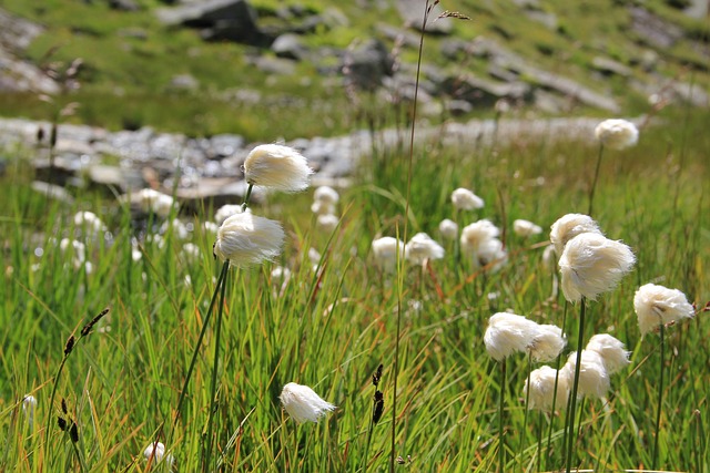 棉花草 高山 Cottongrass 山 - 上的免费照片