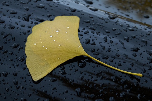 银杏叶落叶 雨水 雨水滴 - 上的免费照片