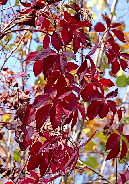藤蔓 旋花 树叶 - 上的免费照片