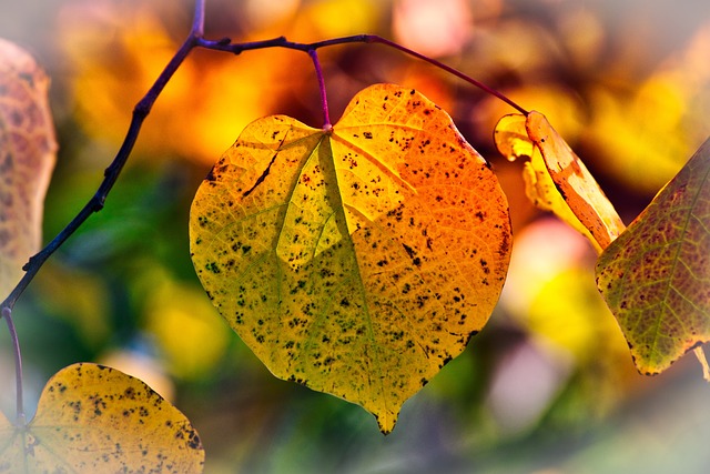 秋天 树叶 季节 - 上的免费照片