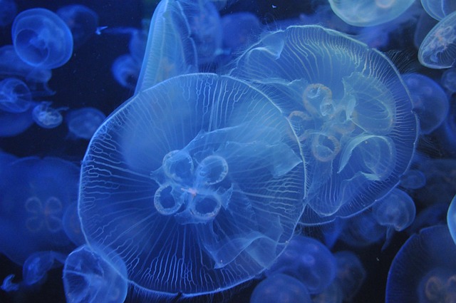 海蜇 水族馆 - 上的免费照片