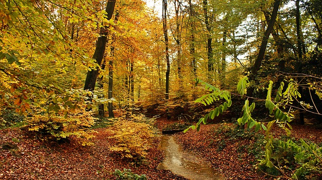秋季 溪 小山 - 上的免费照片