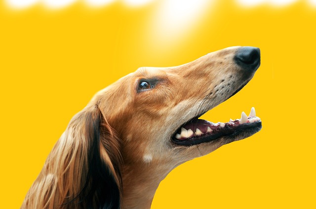 狗 波斯猎犬 猎狗 - 上的免费照片