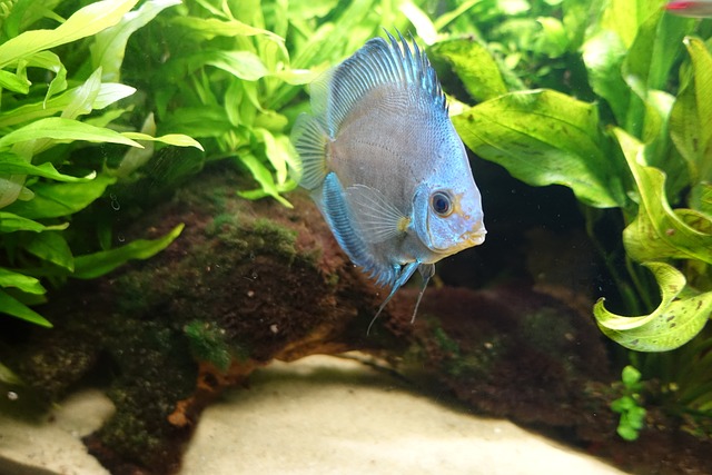 铁饼 鱼 水族馆 - 上的免费照片