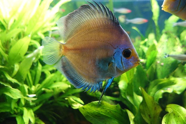 铁饼 鱼 水族馆 - 上的免费照片