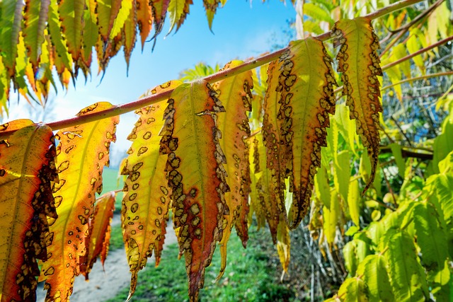 落下 醋树 树叶 - 上的免费照片